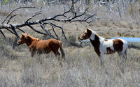 Chincoteague Horses