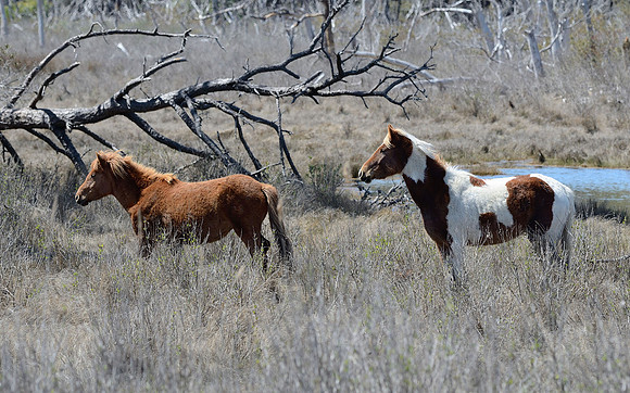 Chincoteague Horses