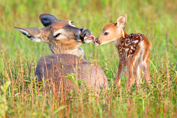 Lick of Love