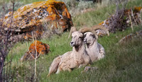 Buddies in Yellowstone