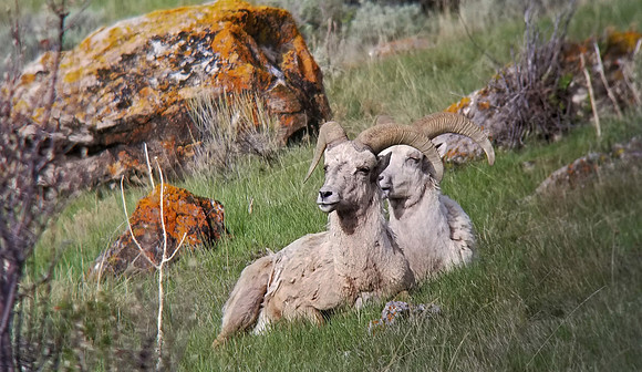 Buddies in Yellowstone
