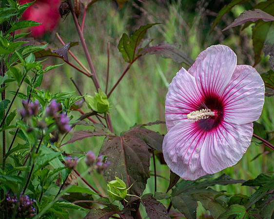 Tropical burst