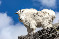 Lord of the Rockies