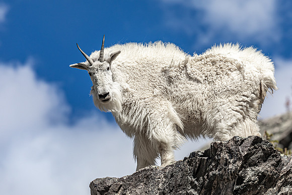 Lord of the Rockies