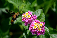 Maymont Hummingbird Moth