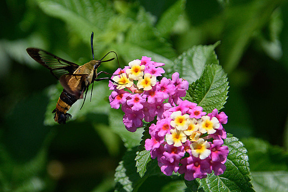 Maymont Hummingbird Moth