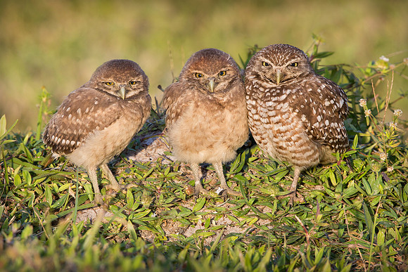 Mom, Mom, Mom