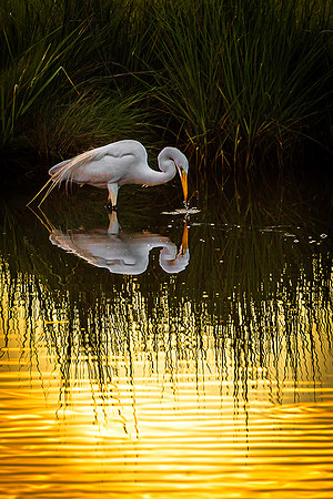Assateague Reflections