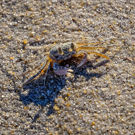 Tiny Sand Crab
