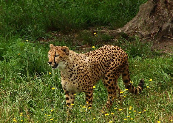 Beautiful Cheetah