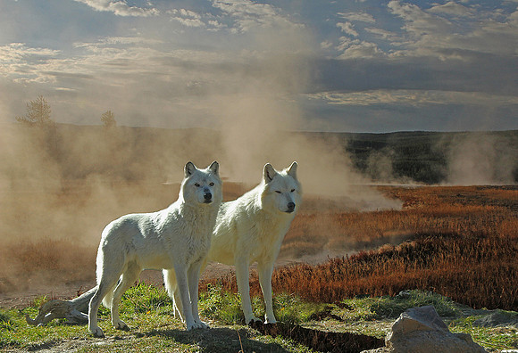 White Wolves of Yellowstone