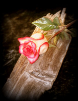 Life is a Rose