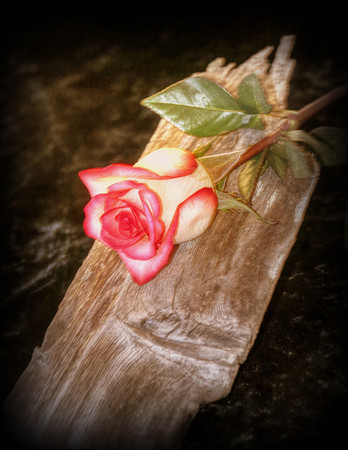Life is a Rose