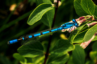 Blue Beauty