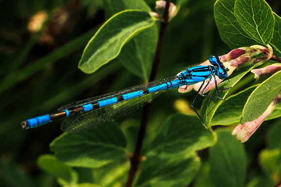 Blue Beauty