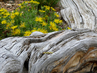 Bristlecone Pine & Flowers