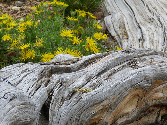 Bristlecone Pine & Flowers