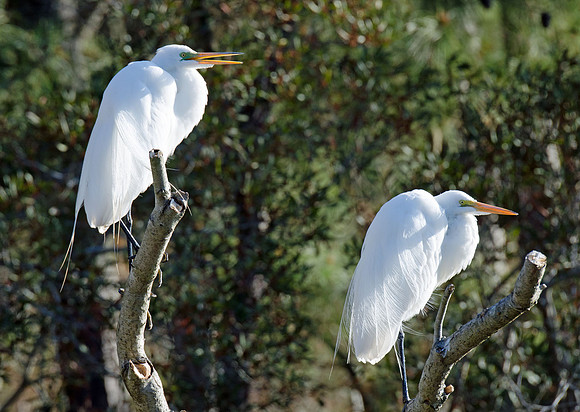 Two Egrets