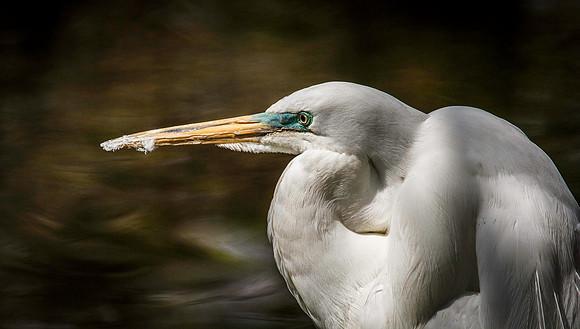 Preening