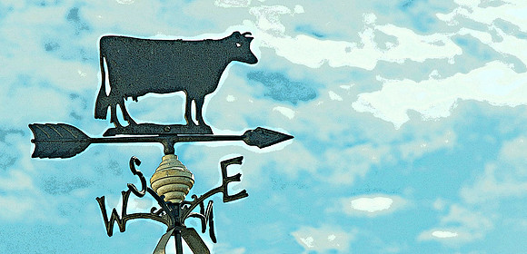 Warhol's Cows CAN Fly
