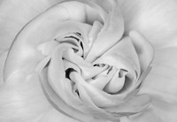 Carnation Pinwheel