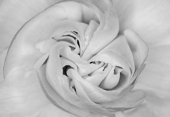 Carnation Pinwheel