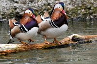 One Webbed Foot Up