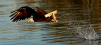 Eagle Fishing