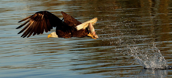Eagle Fishing