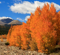 Aspens in the High Country