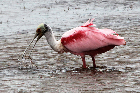 Spoonbill Feeding