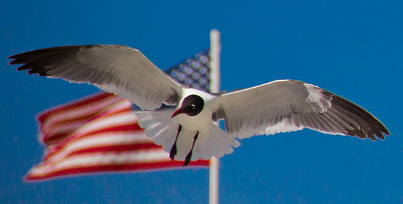 Seagull with Flag