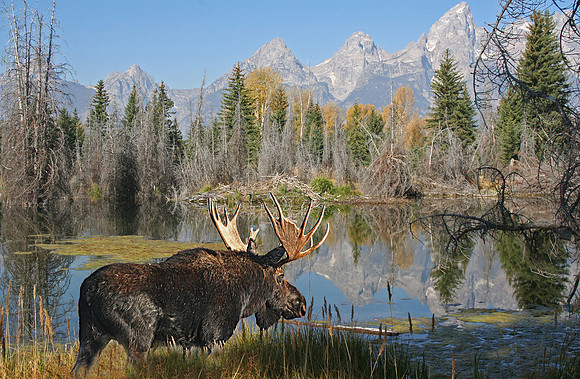 Moose in Tetons