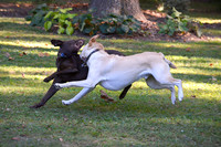 Belle & Simba Playing