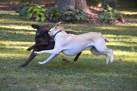 Belle & Simba Playing