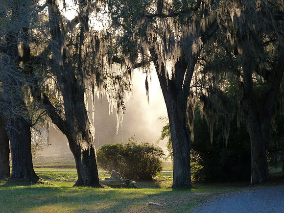 Light, Dust, and Spanish Moss