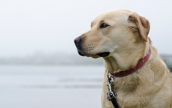 Gazing