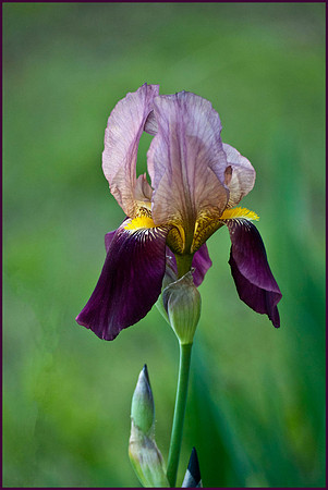 Iris