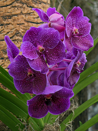 Bright Purple