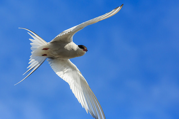 Artic Tern Maneuvering