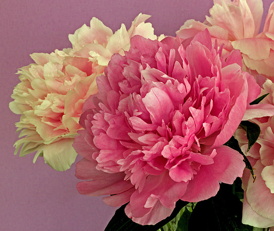 Garden Peonies