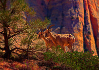Bighorn Sheep, Zion NP