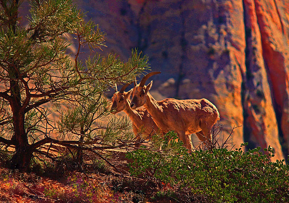 Bighorn Sheep, Zion NP