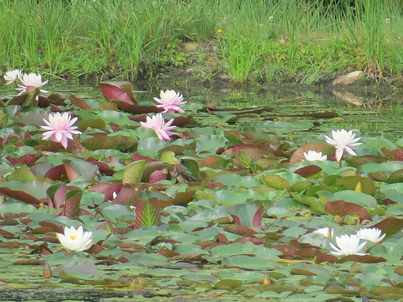 Lily Pad Pond