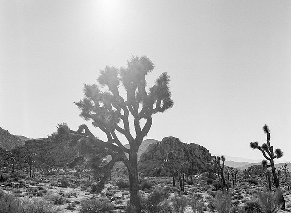 Joshua Tree