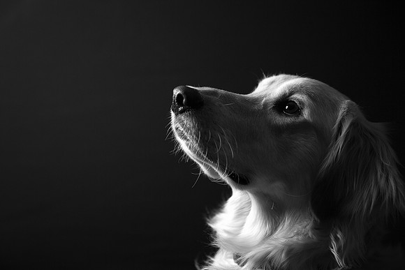 Anticipation