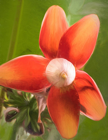 La Fleur