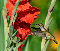 Busy Hummingbird