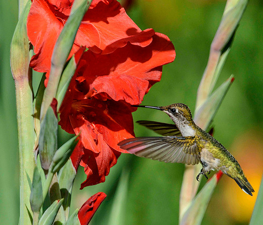 Busy Hummingbird