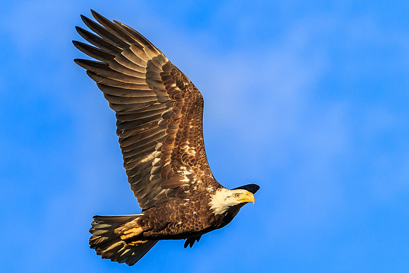 Wing to the Evening Sun